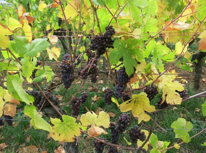 bach-5316-alsace-vendanges-tardives-672x500-c-center