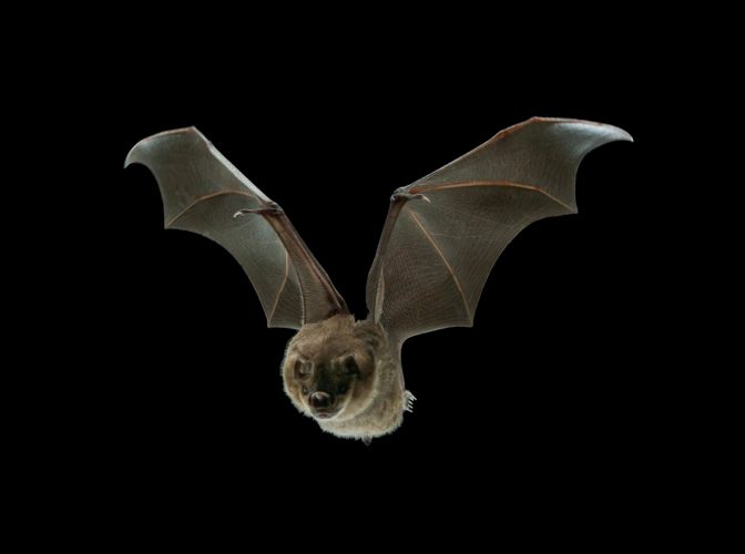 chauvesouris-672x500-c-center